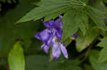 Southern blue monkshood <BR>Monkshood